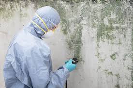 Best Real Estate Mold Inspection in Altoona, IA